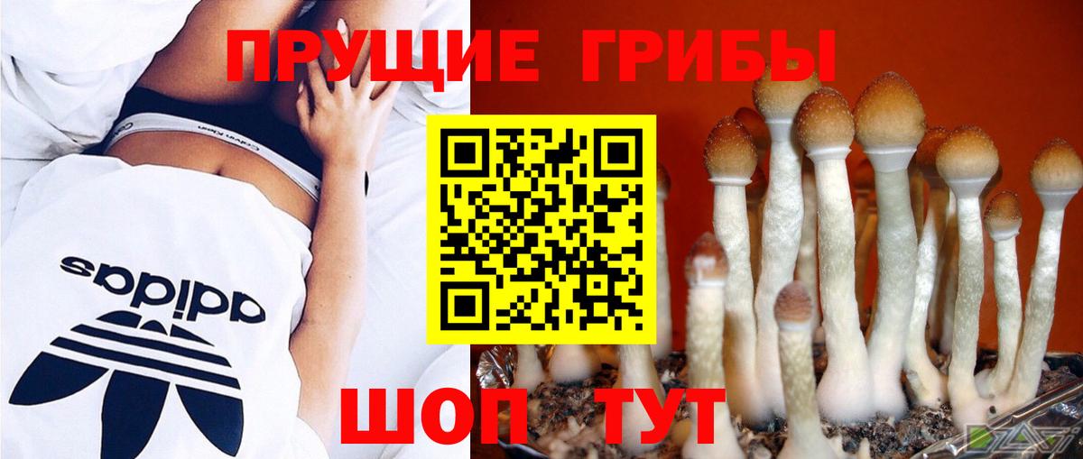 Псилоцибиновые грибы Psilocybine cubensis Муравленко